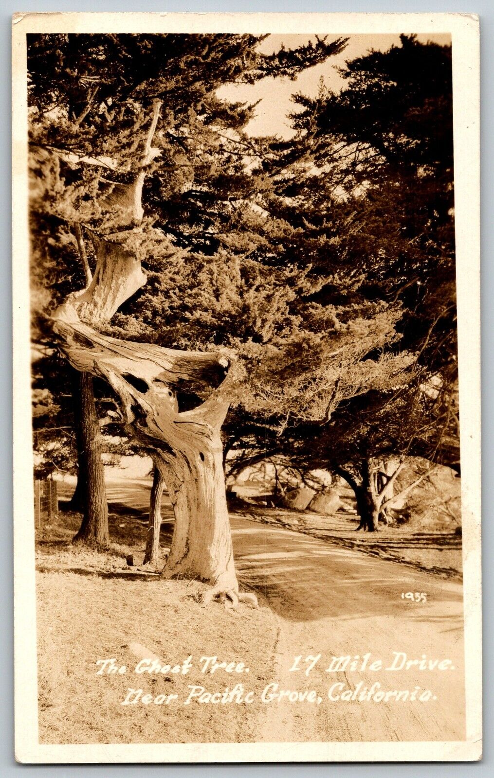 Pacific Grove, California - The Ghost Tree 1955 - RPPC Real Photo Postcard