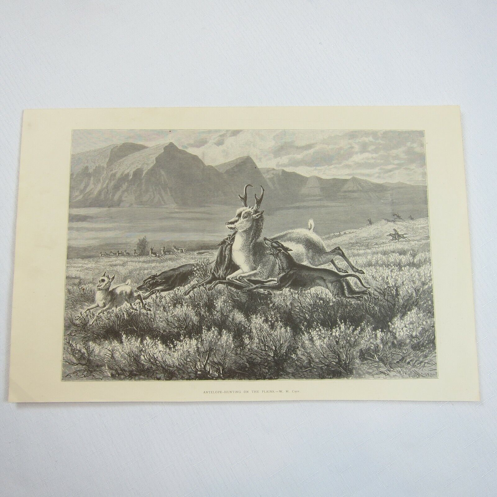 Antique 1874 Engraving Print Antelope-Hunting on the Plains, WM Cary, The Aldine