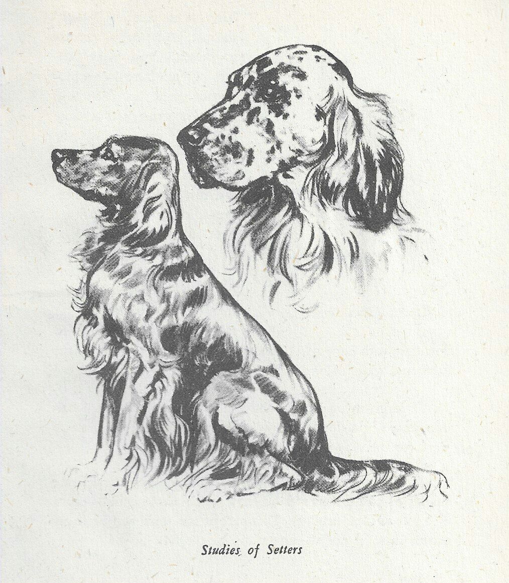 English Setter - CUSTOM MATTED - Vintage Dog Art Print - 1940 Diana Thorne