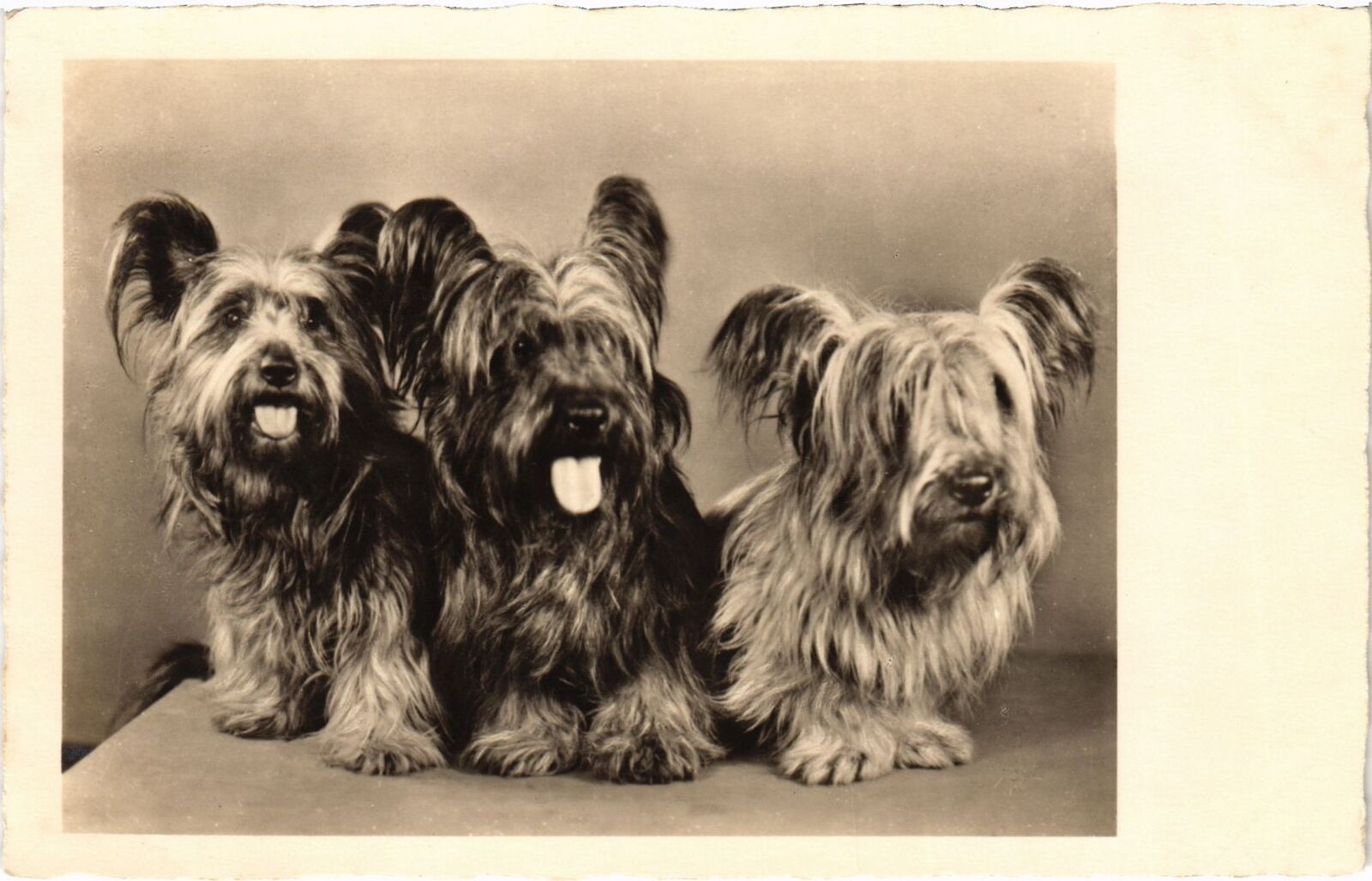 CPA AK Three Cute Dogs DOGS (1388188)