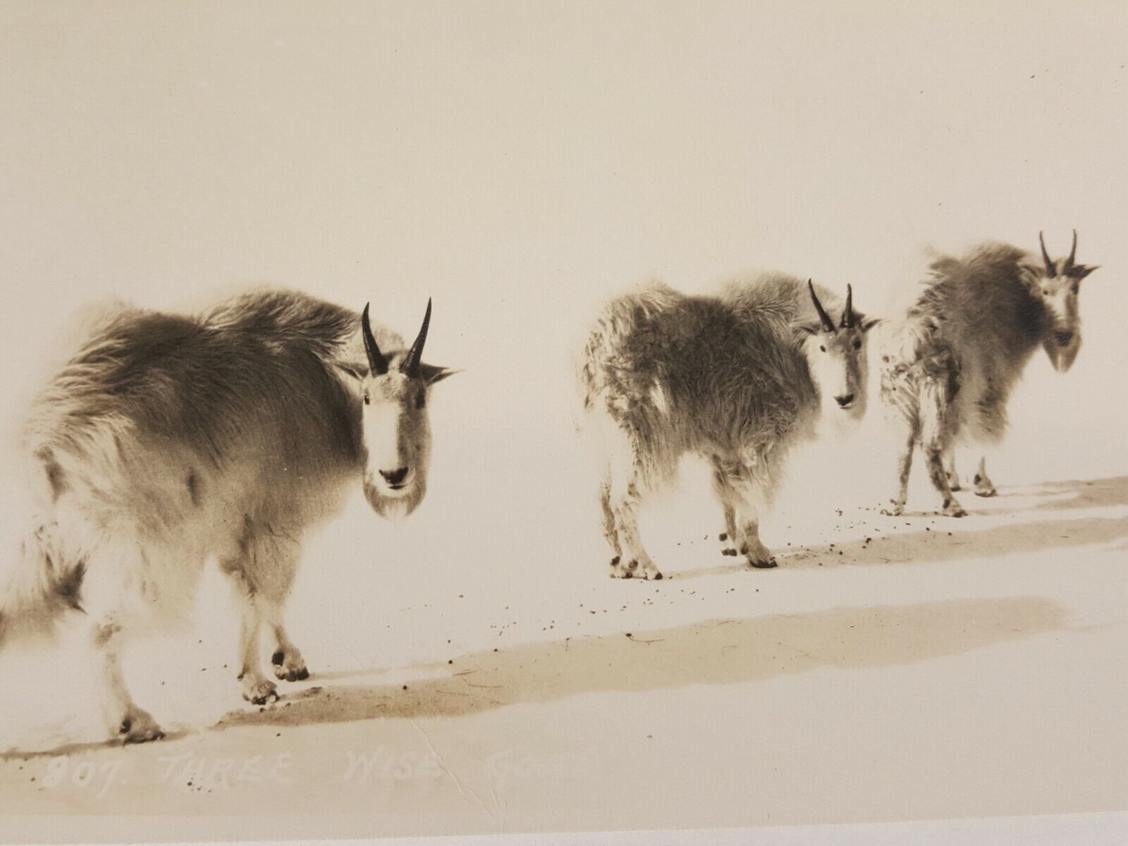 Vintage RPPC Canadian Pacific Railway Co Postcard Three Wise Goats Banff Canada