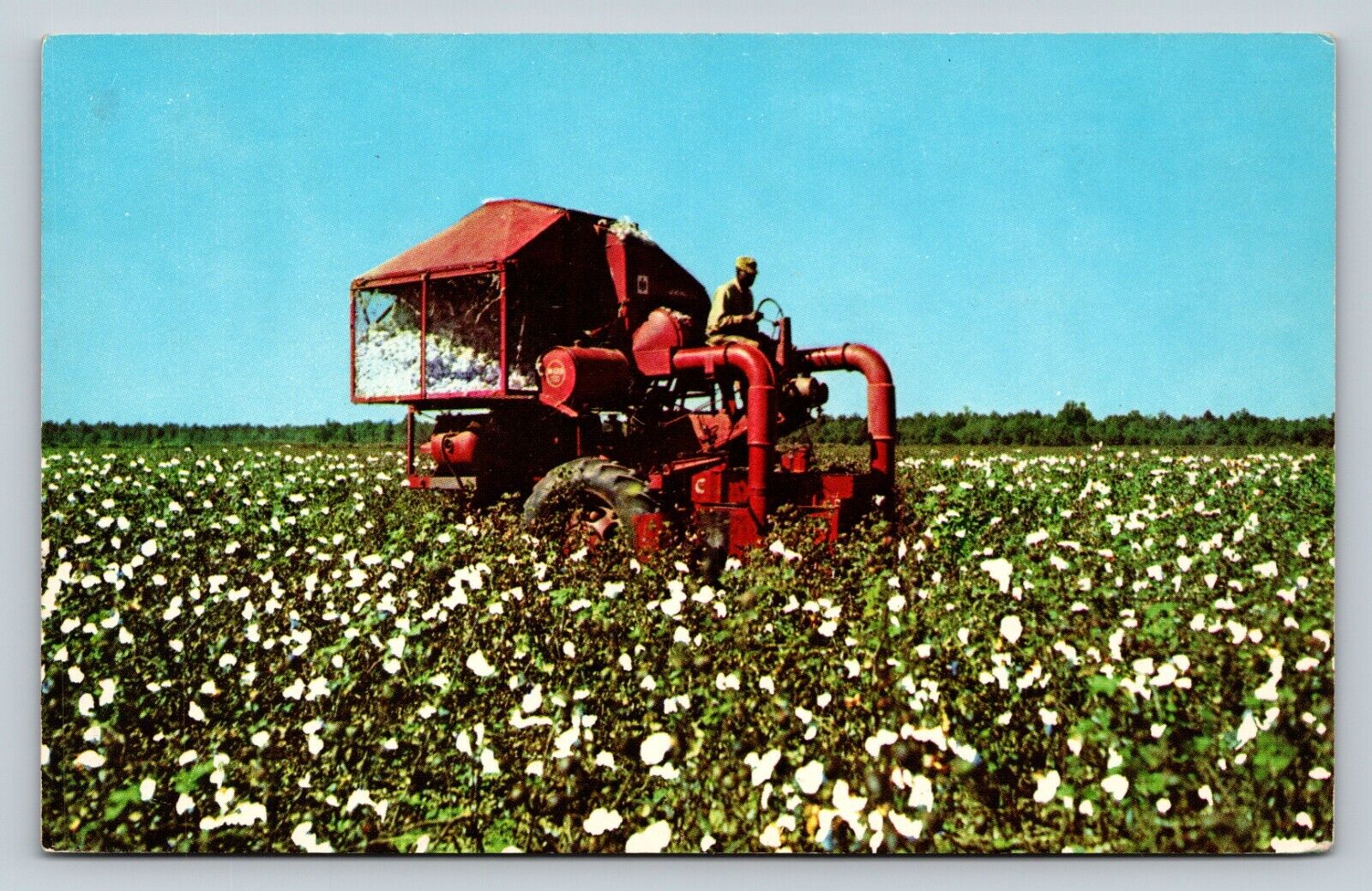 Red Mechanical Cotton Picker in the Cotton Field Vintage Postcard 1636