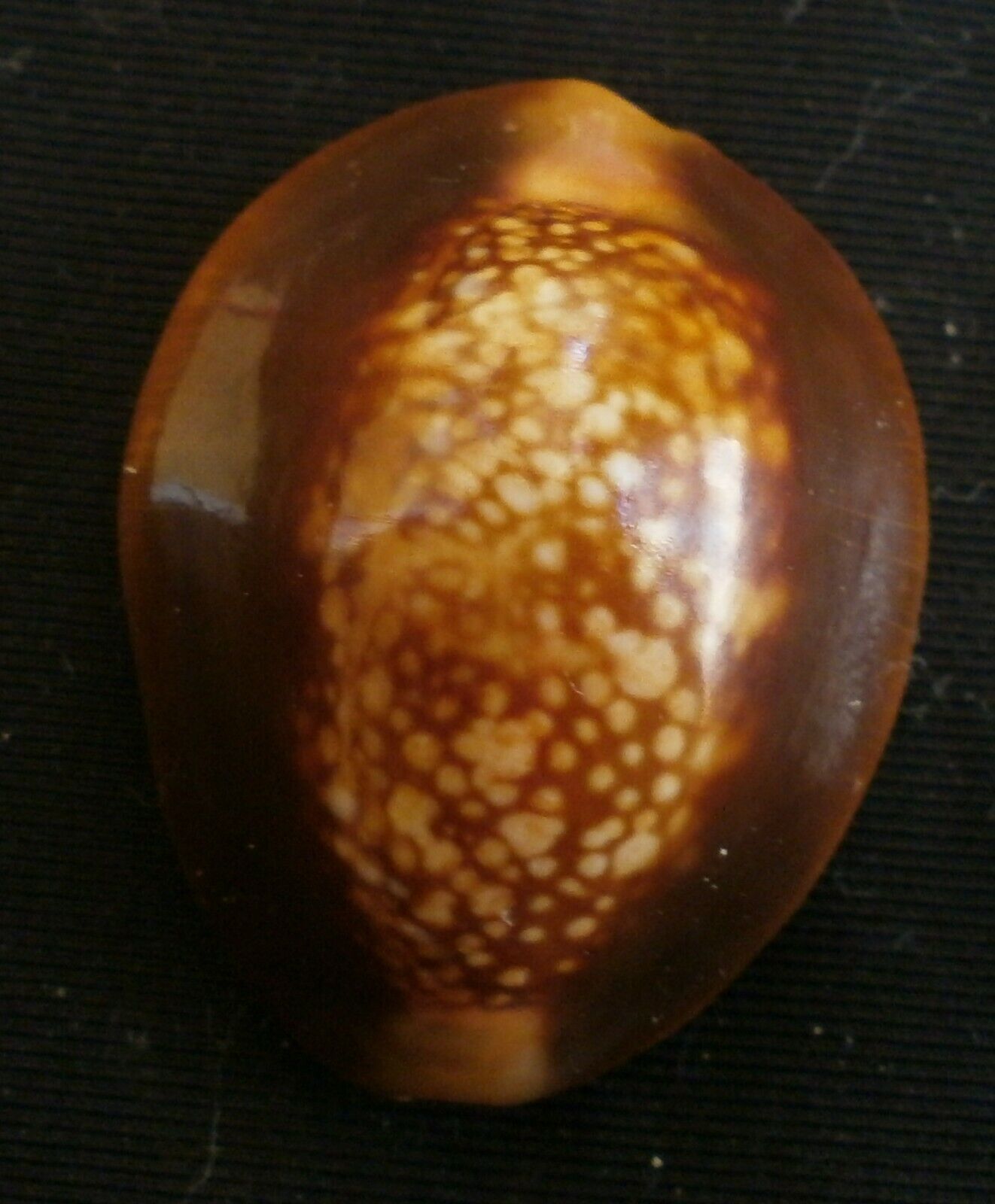 Cypraeidae Family- Cypraea caputserpentis 30.8mm F+++awesome rusty color