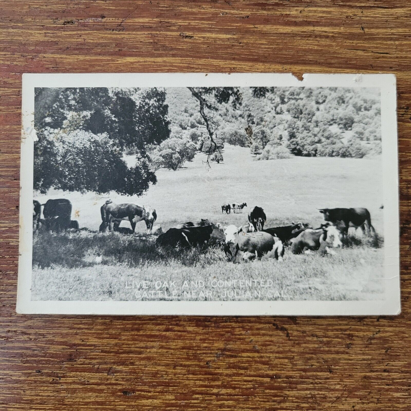 RPPC Live Oak and Contented Cattle Near Julian California Postcard