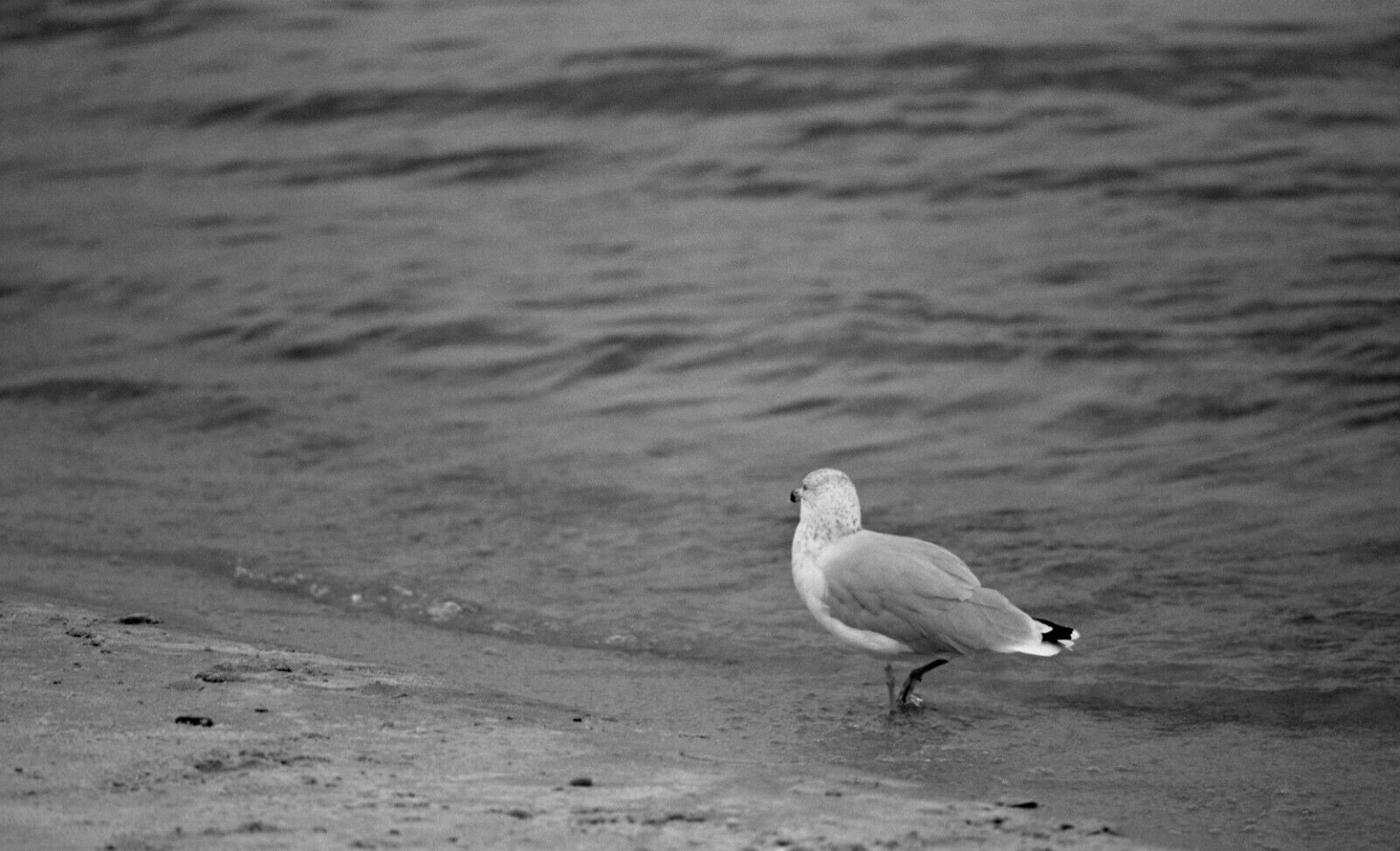 Michigan Dunes 12 Original 35 mm Black & White Negatives Beach Scenes