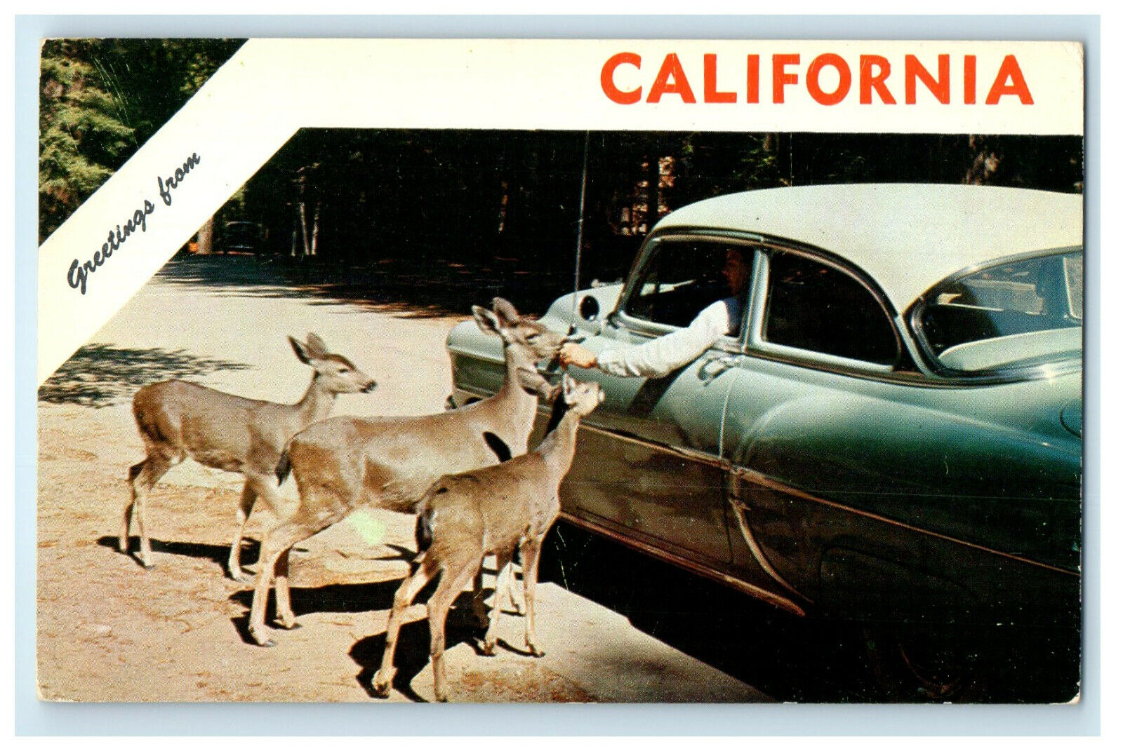 c1950s Three Animals, Vintage Car, Greetings from California CA Postcard