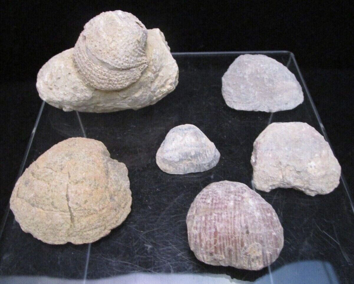 6 Permian Fossil Brachiopod Bivalve Juresania symmetrica Kay County Oklahoma