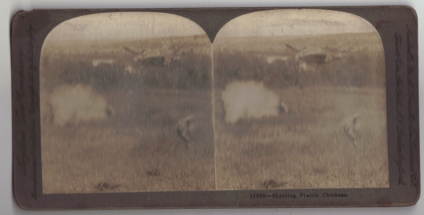 1901 Shooting Prairie Chickens Keystone Stereoview 11625 Old Picture