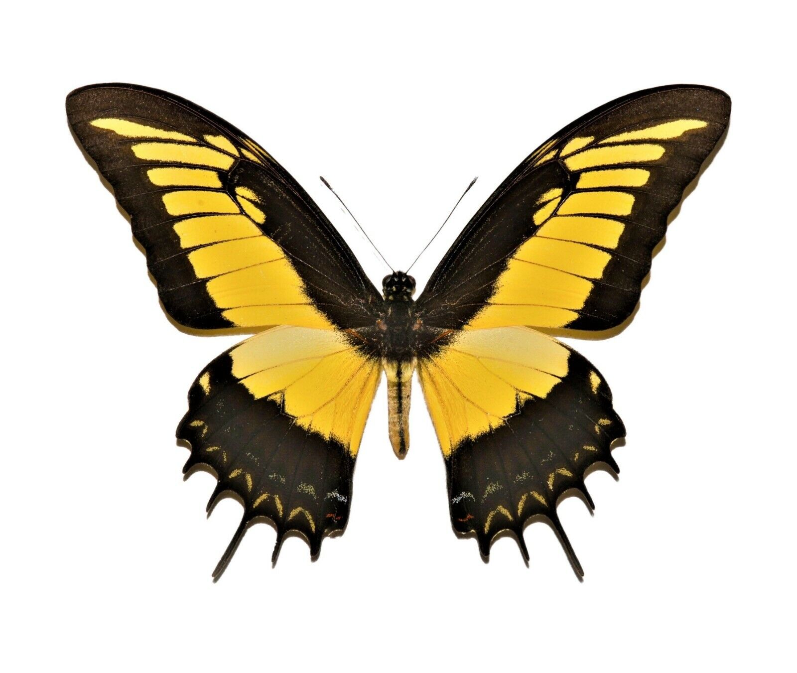 Papilio androgeus ONE REAL YELLOW SWALLOWTAIL PERU UNMOUNTED WINGS CLOSED