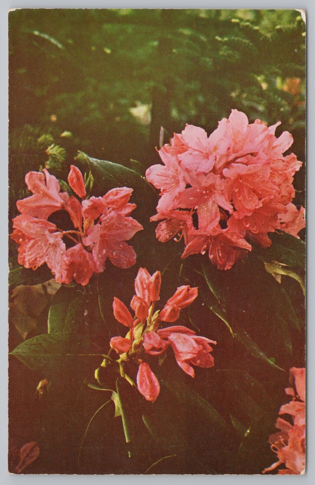 Flowers~Pink Rhododendron~Vintage Postcard
