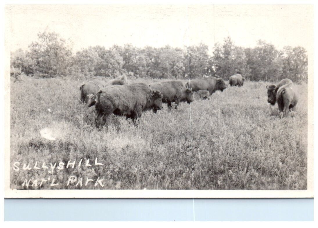 1937 RPPC Sully\'s Hill National Park Postcard North Dakota Bison - P43