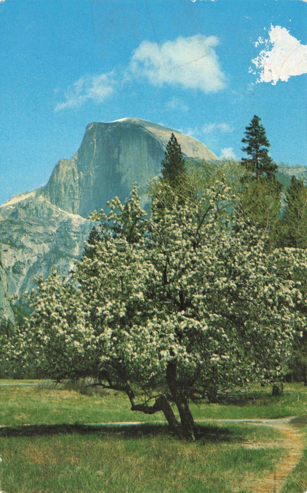 Postcard CA Yosemite National Park Half Dome Summit Springtime Tree Blossoms