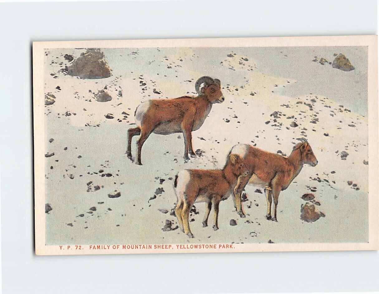 Postcard Family of Mountain Sheep Yellowstone Park USA