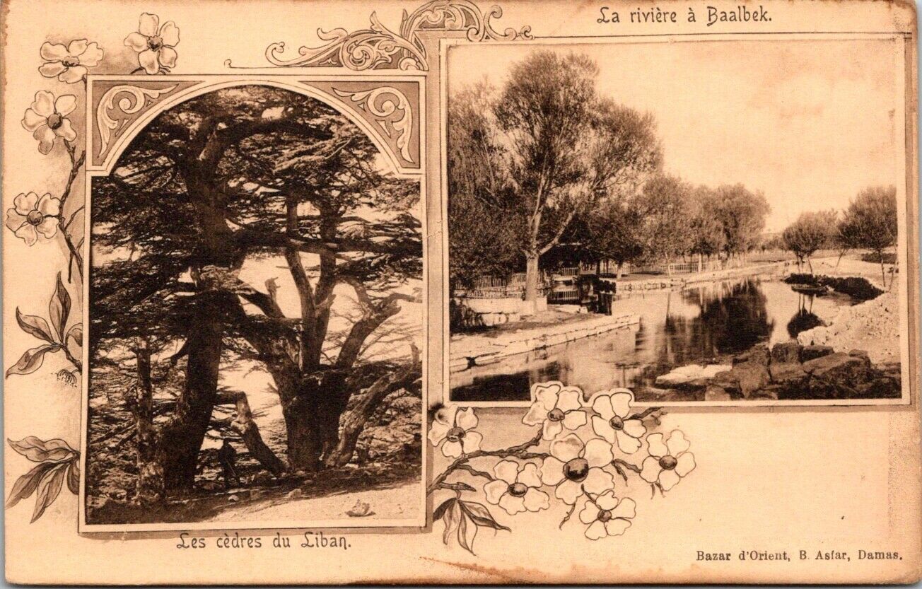 Vintage Postcard Cedres Cedars and River at Baalbek Lebanon A7