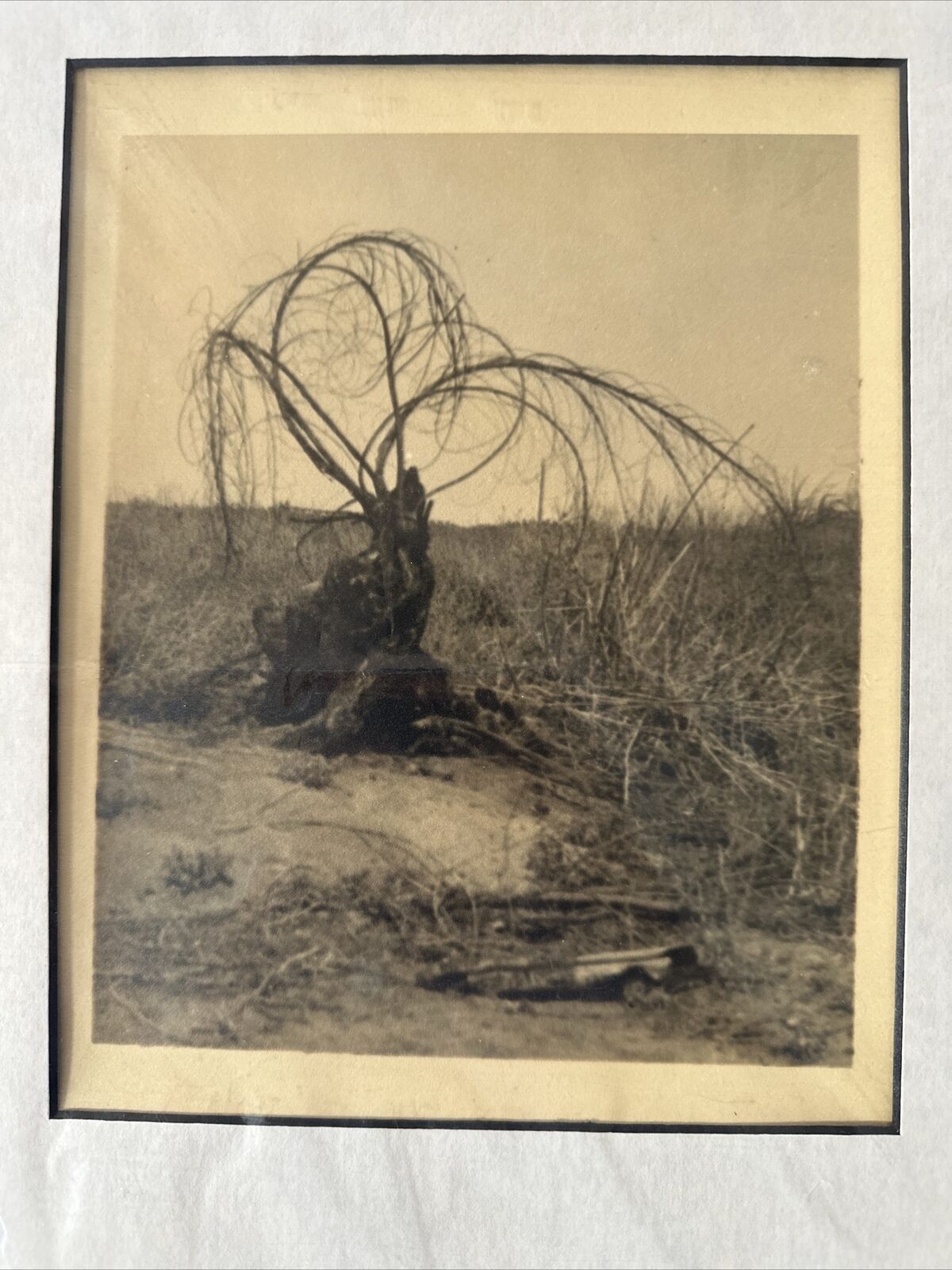 Vintage Photograph By Maurice Bejach : Unusual Tree Near Taft Ca 1930