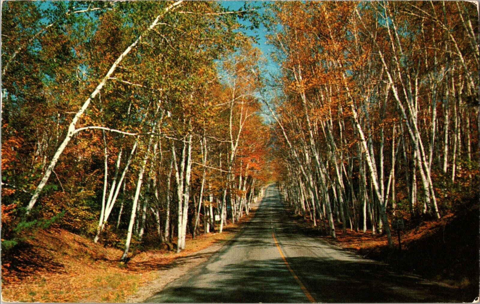 Postcard ME c.1957 Beautiful Autumn Day Birch Trees Oakland, Maine