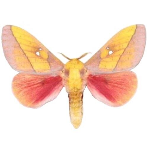 Sphingicampa montana pink male saturn moth Arizona USA unmounted wings closed