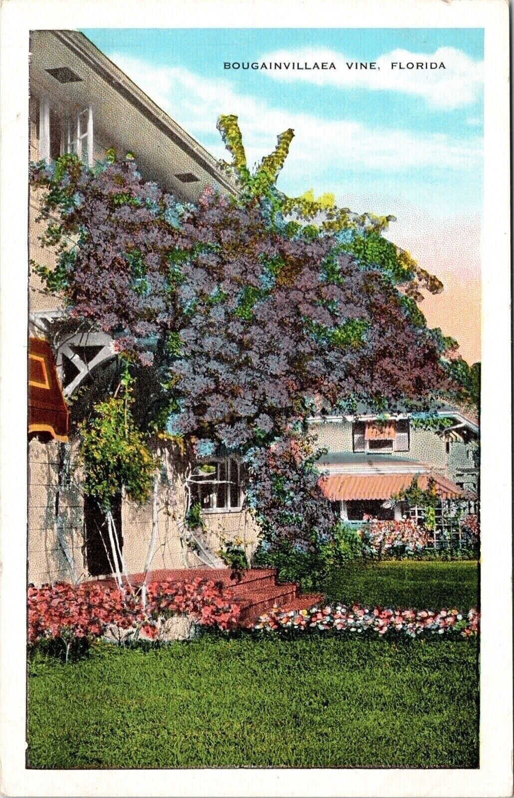 Bougainvillaea Vine Florida Fl Nature Gift Kropp Milwaukee Vintage Postcard