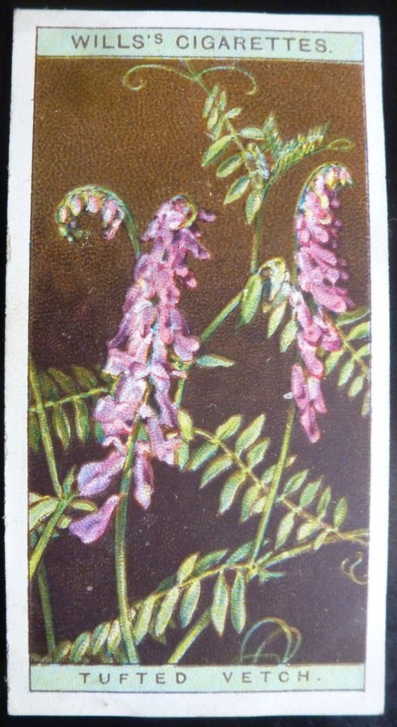 1923 W.D. & H.O. Wills Tobacco Card Wild Flowers #47 Tufted Vetch VG/EX