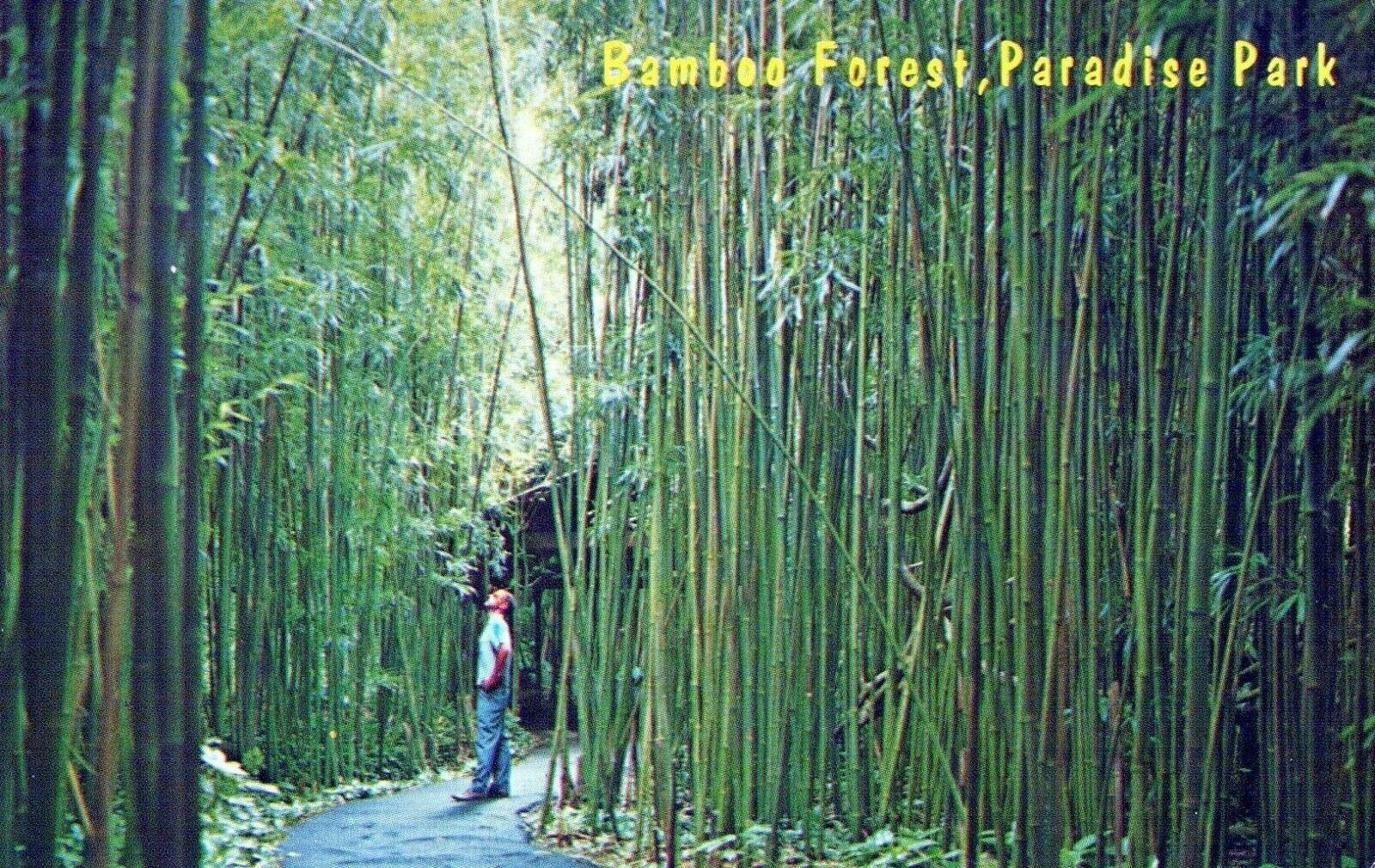 Bamboo Forest Paradise Park Posted Hawaii Bathing Spot Vintage Chrome Post Card