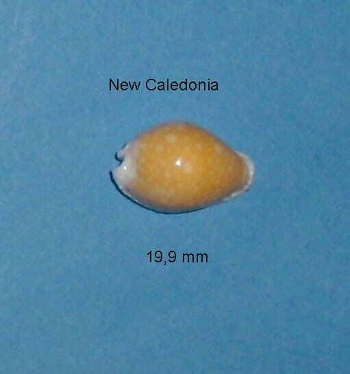 Cypraea Cernica Tomlini New Caledonia 19.9mm