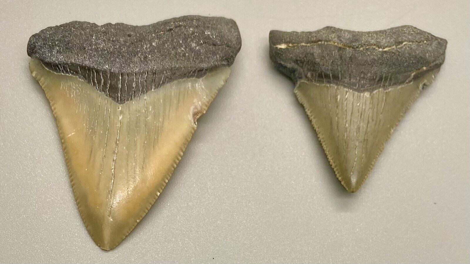 2 colorful, sharply serrated  Fossil MEGALODON Shark Teeth - Florida