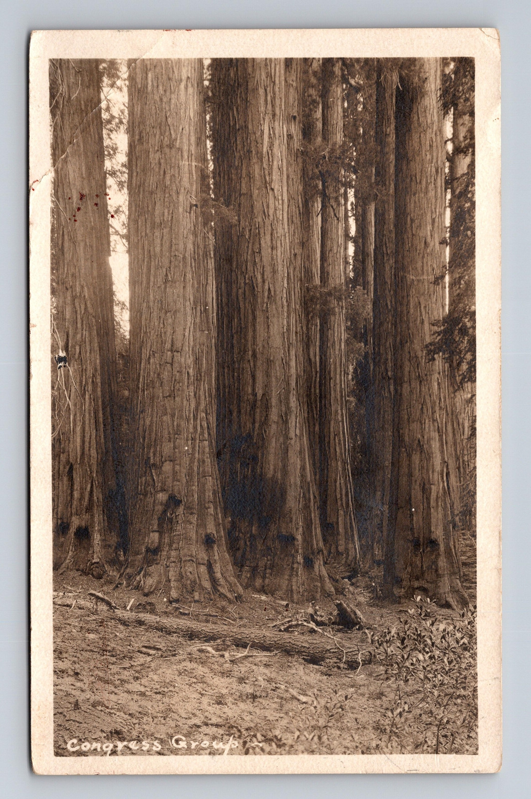 c1927 RPPC Postcard Sequoia Nat'l Park CA California Congress Group Giant Trees