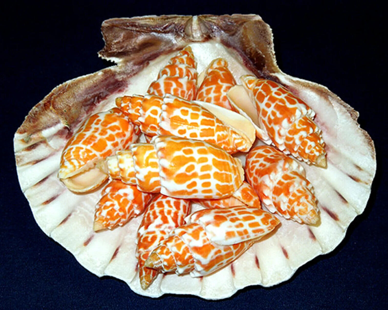 Tiarella Stictica ~ Mitra Seashell ~ Approx. (1-1/2\