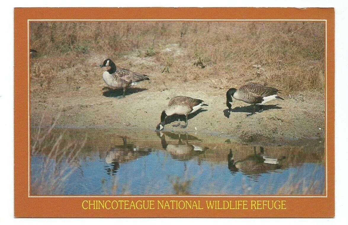 Virginia VA Postcard Chincoteague Island Canadian Geese Birds