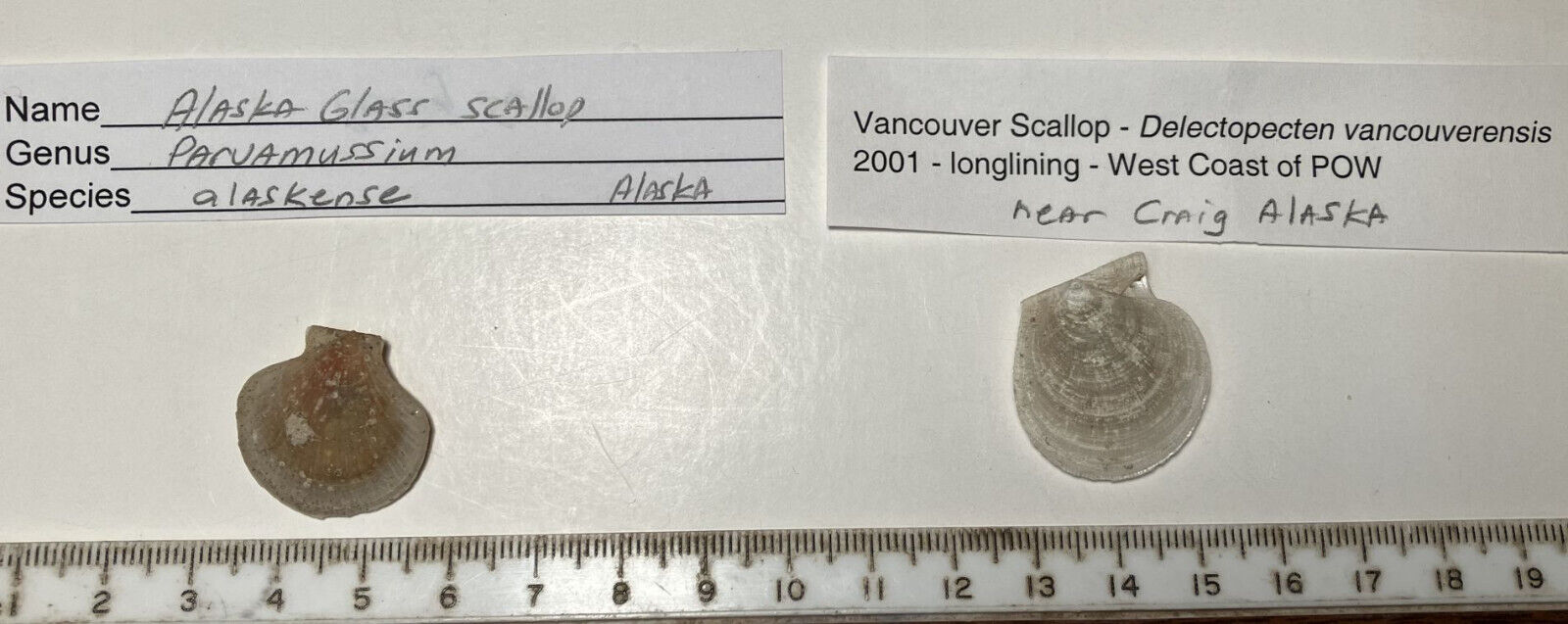 Vancouver Scallop and Glass Scallop.  Collected in Alaska. Very Rare