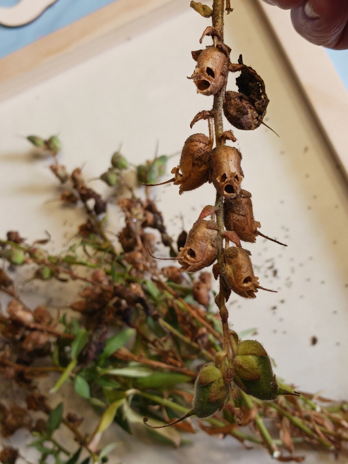 Dried Snapdragon Seed Pods Skulls Gothic Apothecary Curiosity  Botanical Hauntin