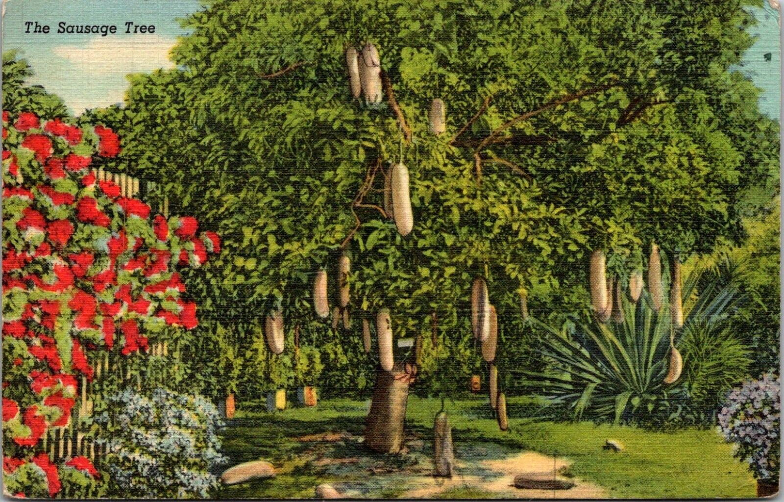 Vintage Postcard Sausage Tree Riviera Gardens Miami Florida