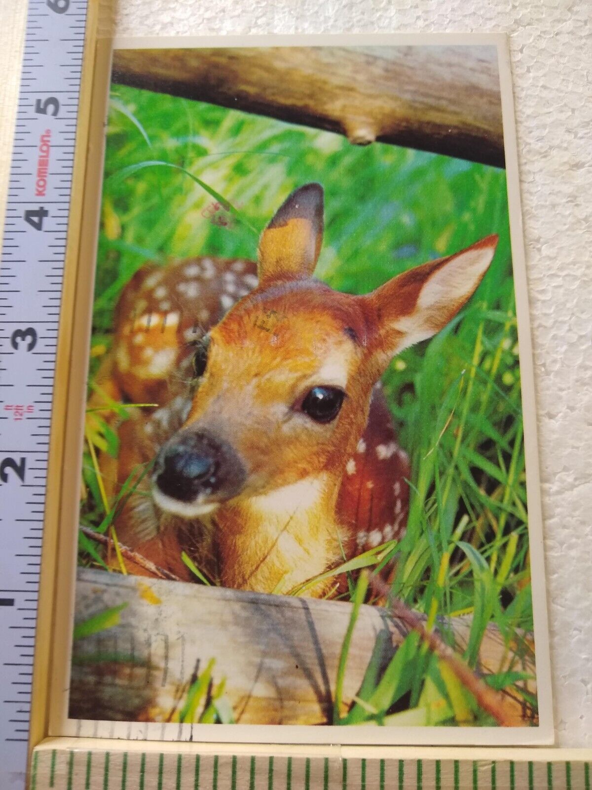 Postcard White Tailed Fawn (Deer)