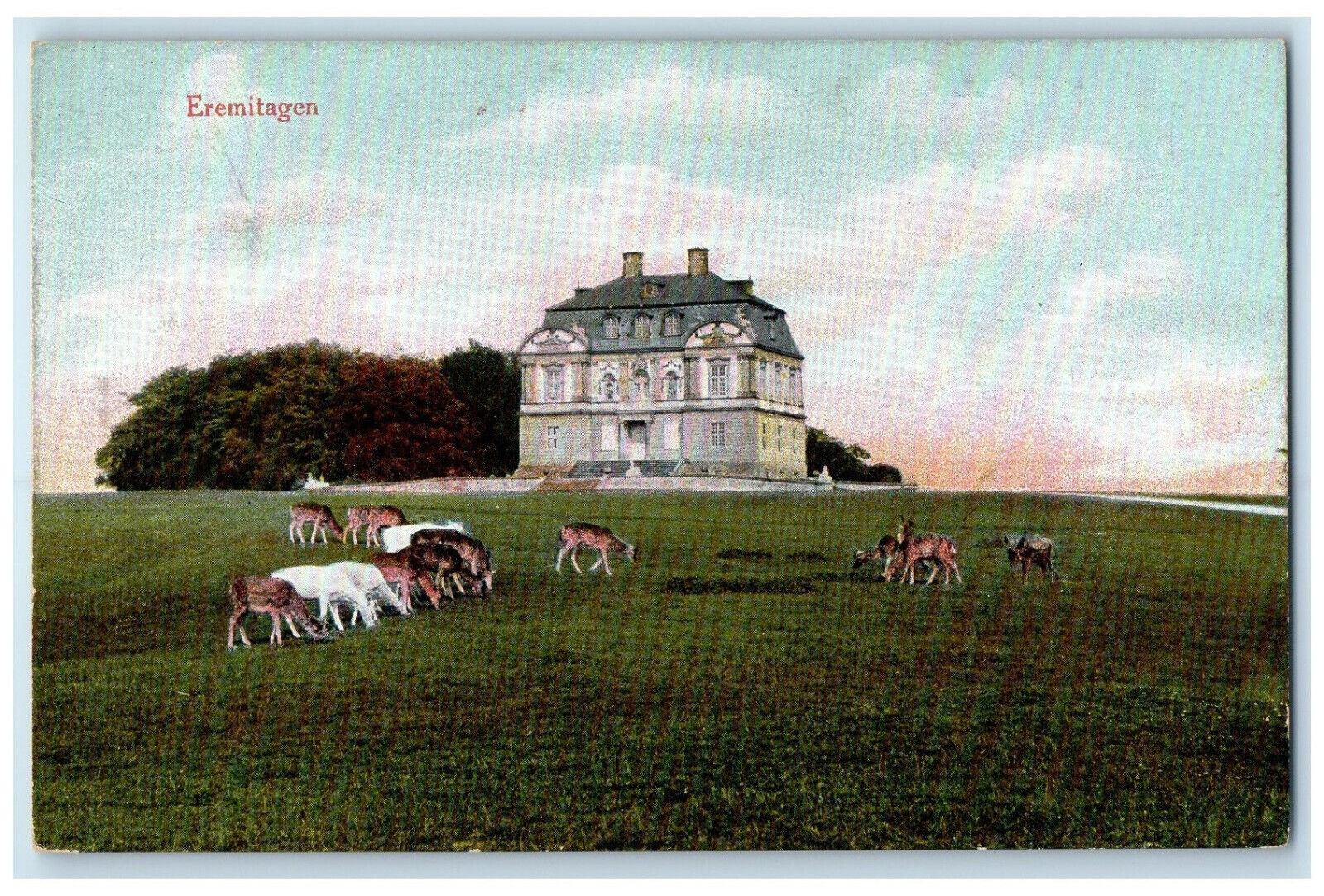 c1910 Animals Eating Grasses Eremitagen Kongens Lyngby Denmark Postcard