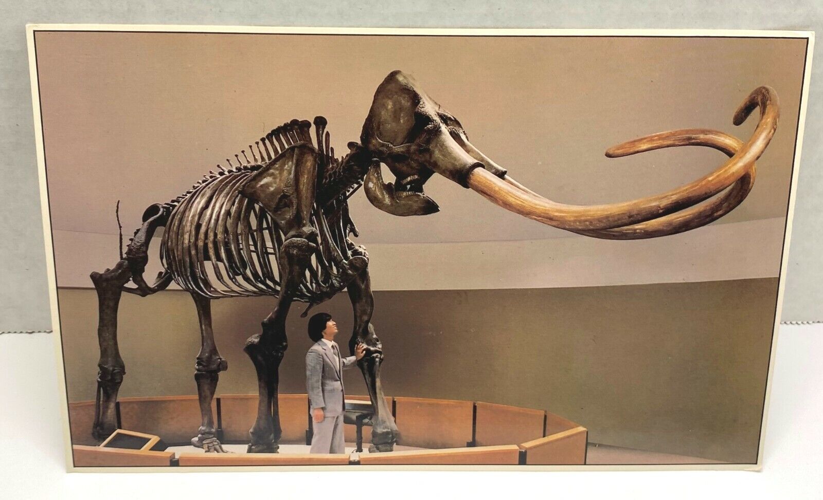 Imperial Mammoth Elephant Souvenir Postcard La Brea Museum Unposted Large