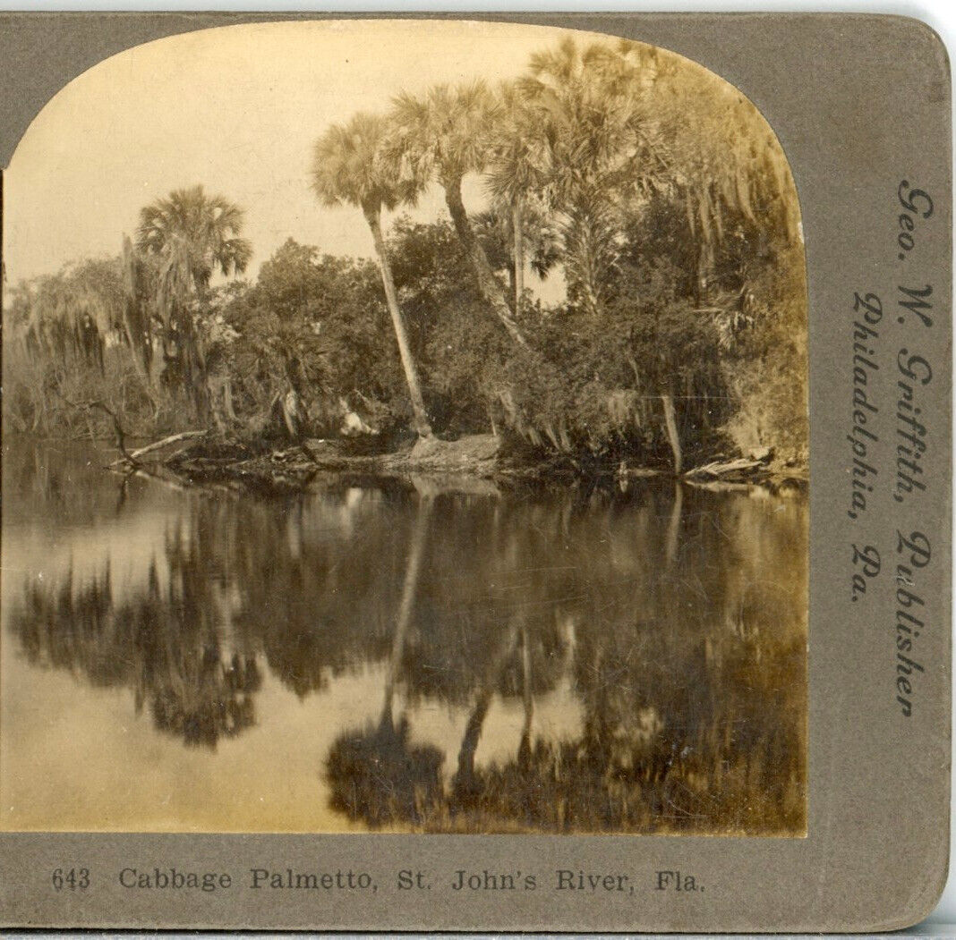 FLORIDA, Cabbage Palmetto, St John\'s River--Griffith Stereoview X102