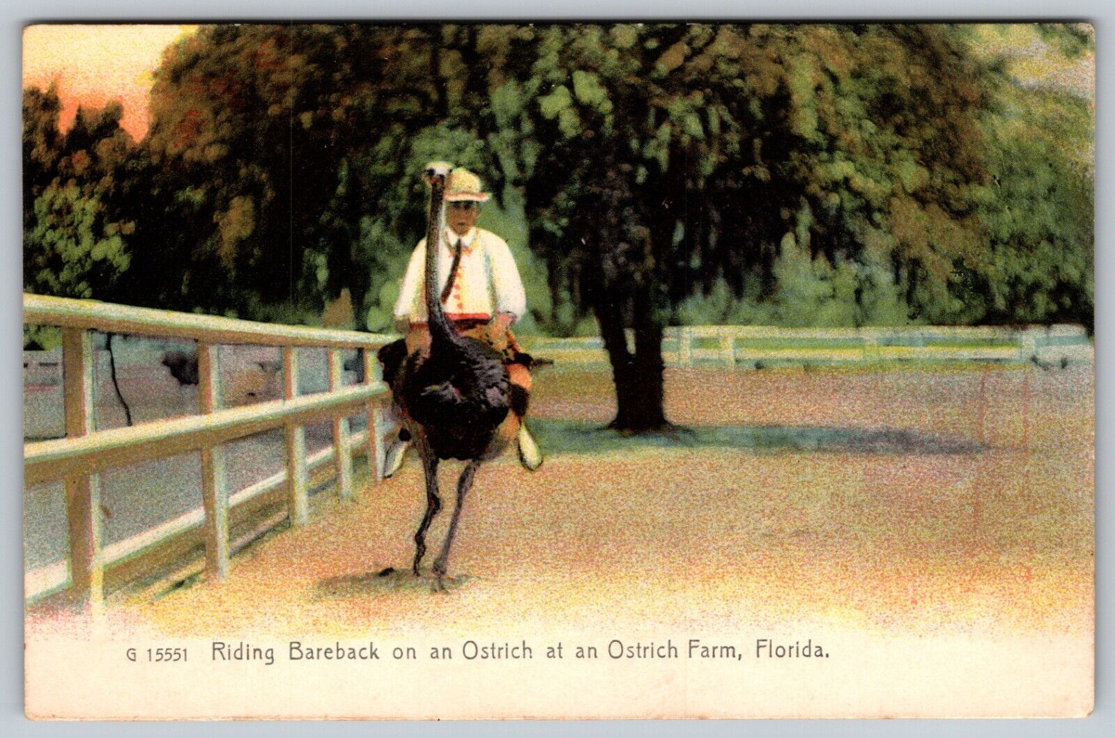Vintafe Postcard c. 1908 Riding Bareback On Ostrich at an Ostrich Farm Florida