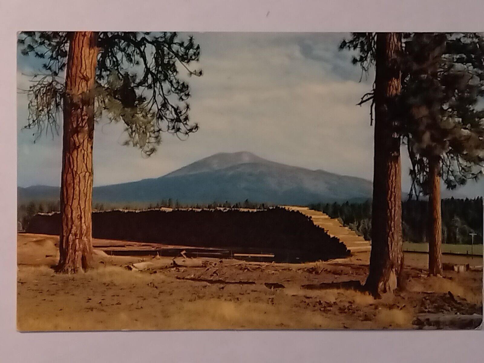 Burney Mountain California Large Pile Of Logs Lumber Postcard