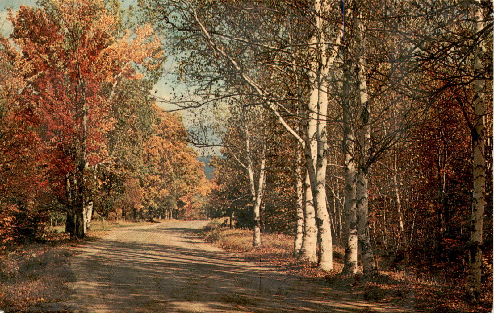Vintage Autumn Country Road Postcard - Genuine Natural Color