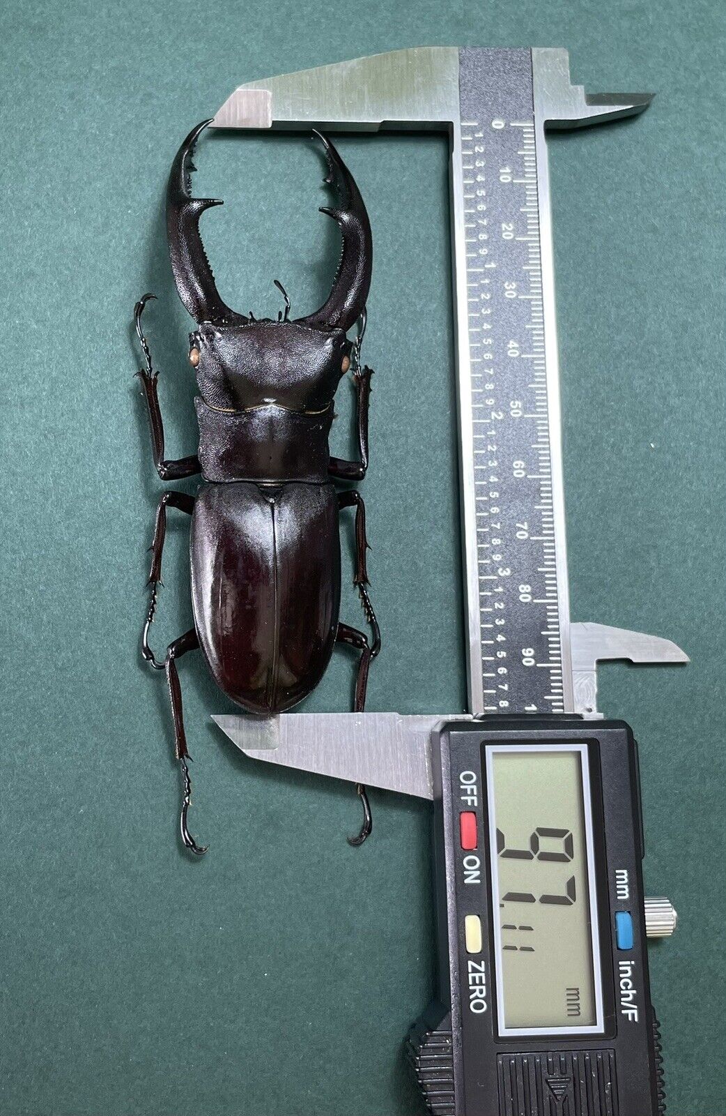 Lucanidae Hexarthrius mandibularis sumatranus 97mm Sumatra Indonesia Lucanus