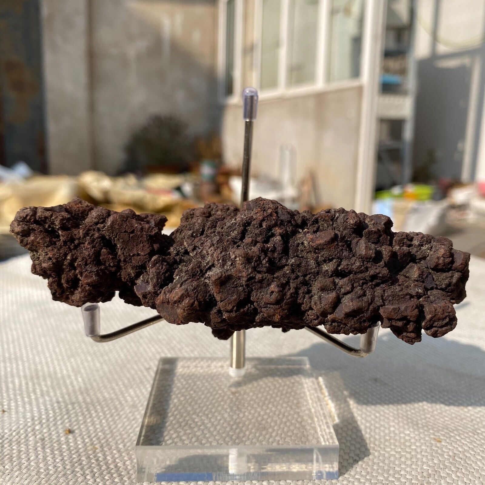 317g Large Fecal Fossilized Dinosaur Coprolite Dung Poop Rough Mineral Specimen