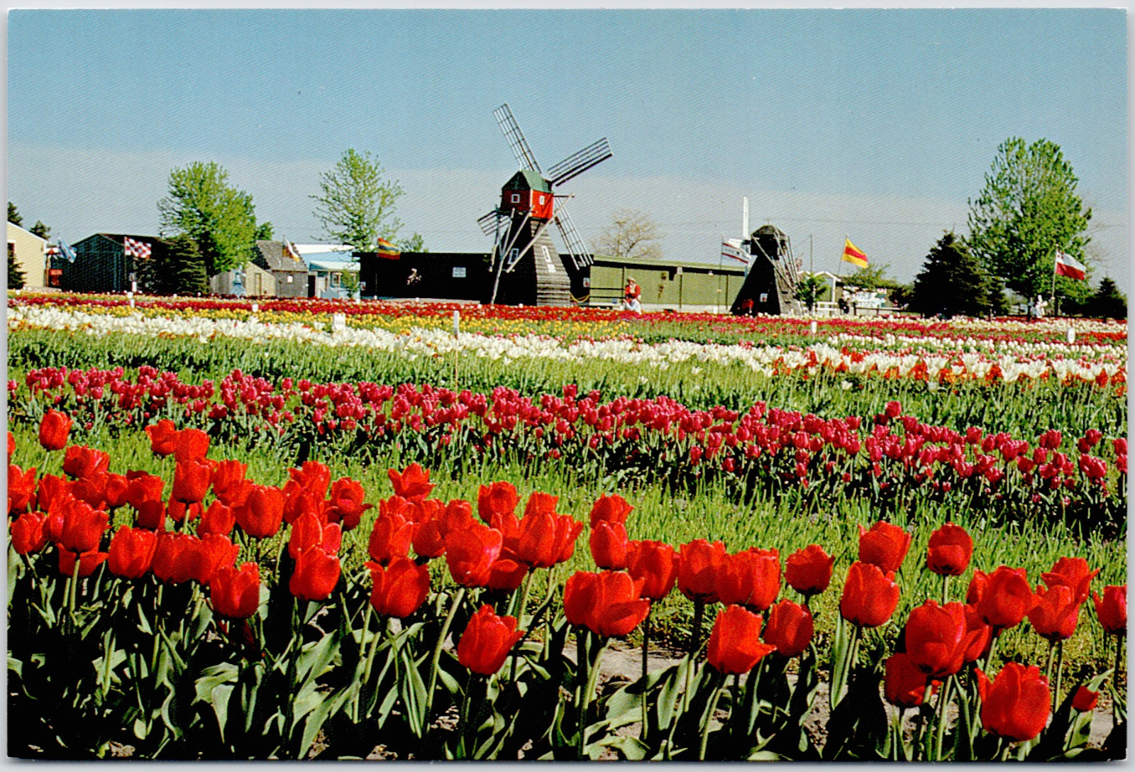 Colorful Tulip Farm Veldheer Gardens Holland Michigan Festival Vintage Postcard