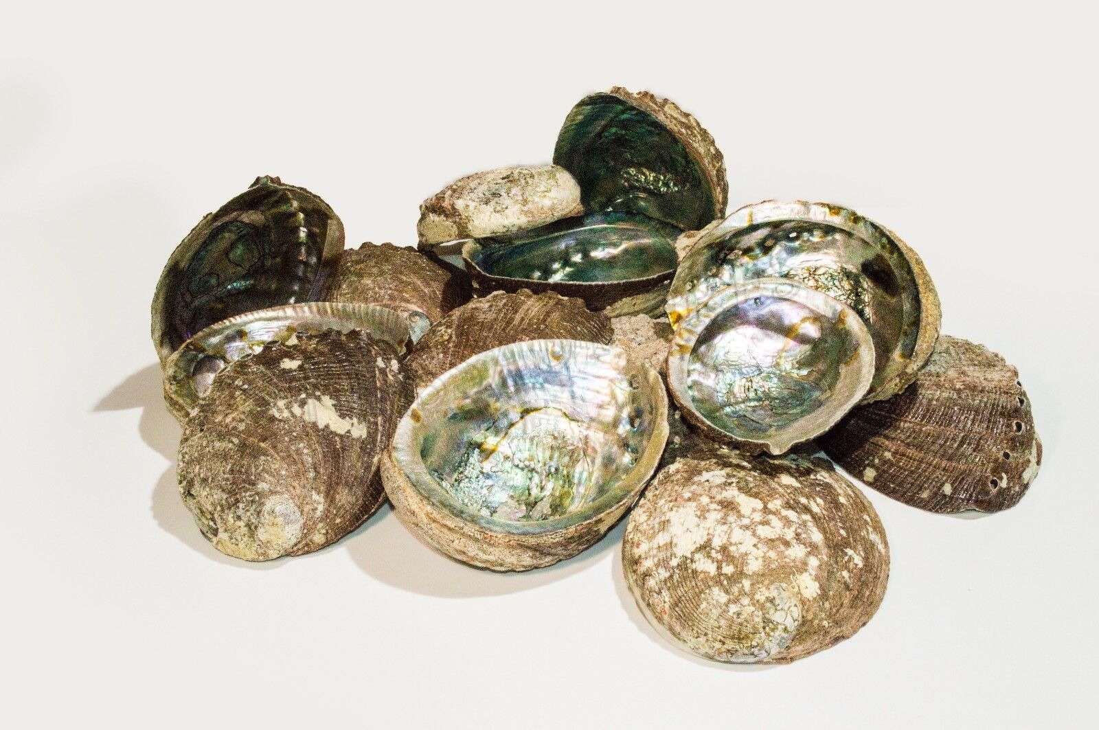 Green Abalone Sea Shell One Side Polished Beach Craft 5\