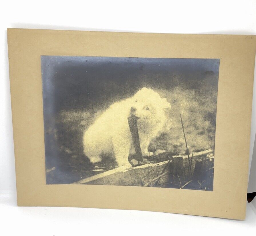 Antique Photograph Of A Samoyed Puppy Chewing Stick Signed By Ernest Rawleigh