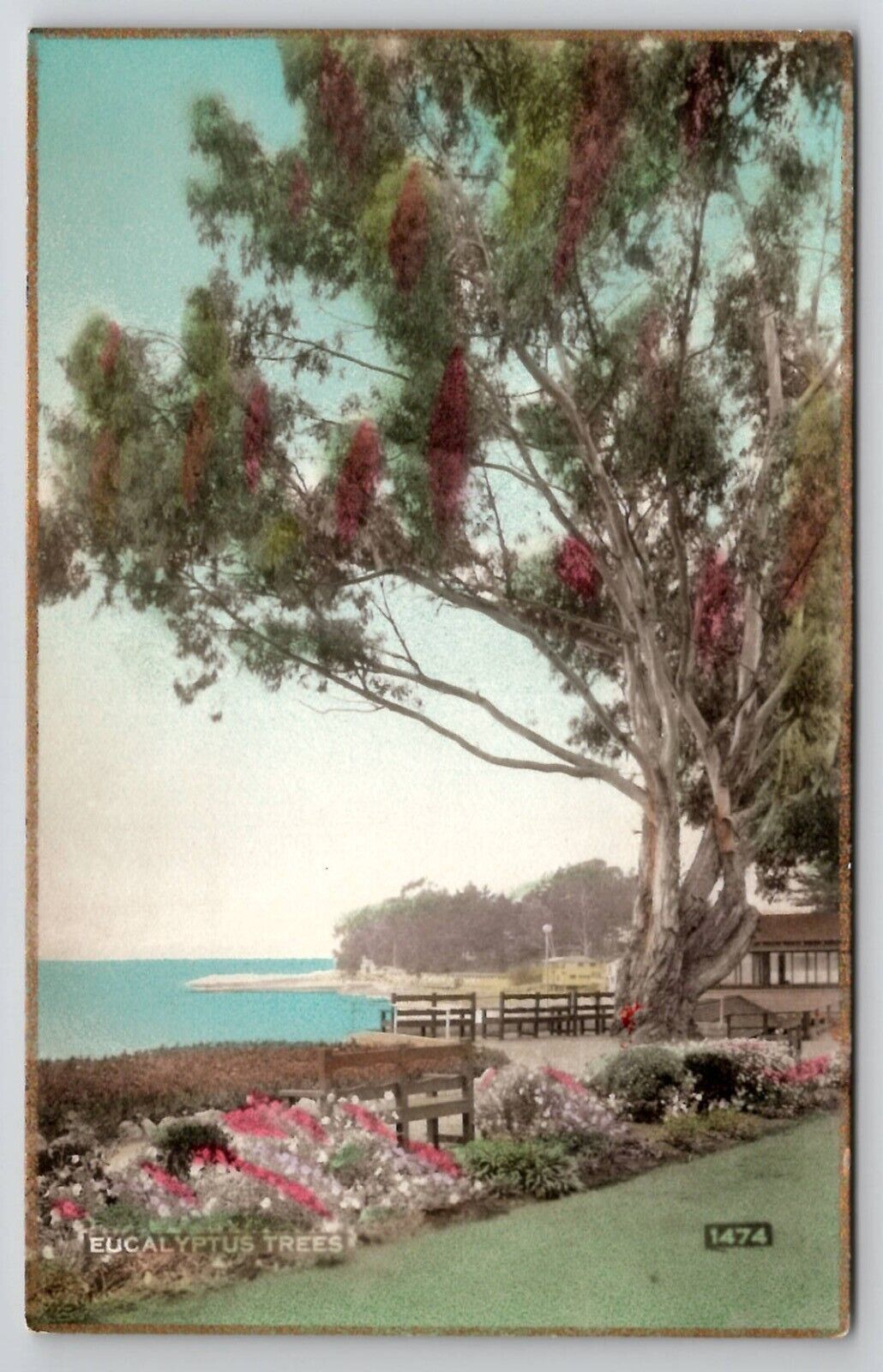 Eucalyptus Trees and Beach Fred Martin Hand Colored Gilded Photo Postcard I30