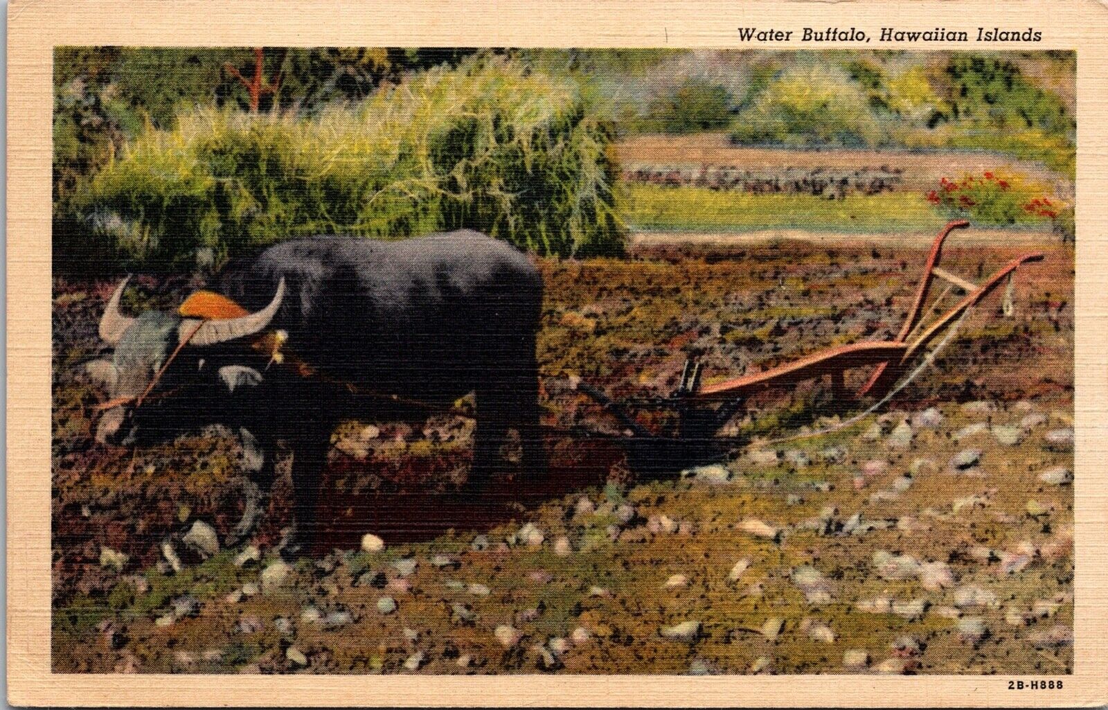 Water Buffalo Hawaiian Islands Farm Plow Hawaii VTG Postcard Linen