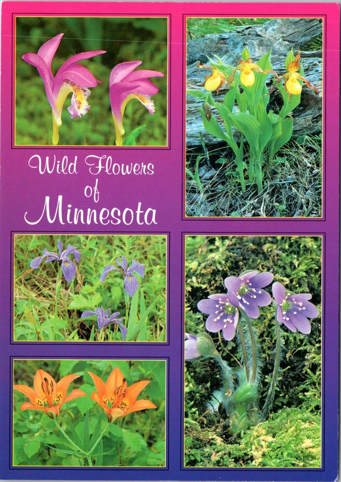 Wild Flowers of Minnesota - 4x6 Modern Chrome Postcard - Multiple Views