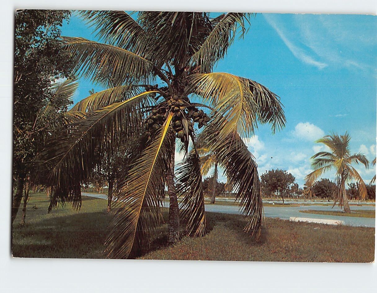 Postcard Graceful Coconut Palms Throughout South Florida USA