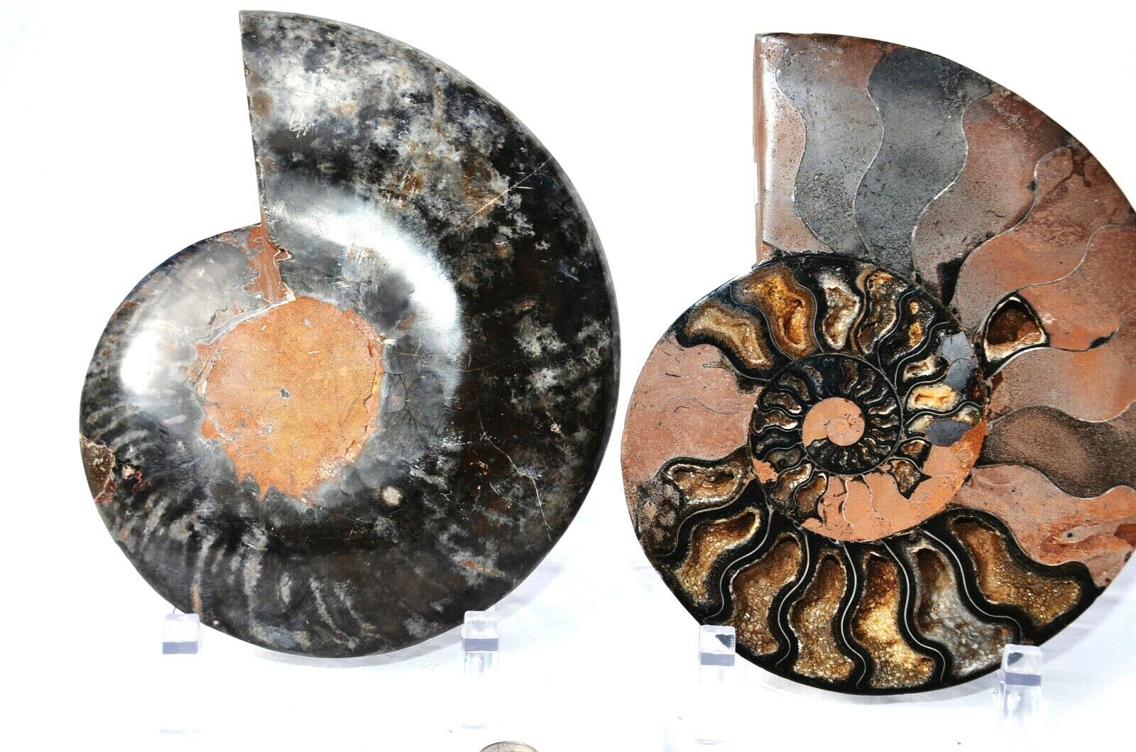 Rare 1-n-100 Black Ammonite Pair 187mm Deep Crystals XXXLG 7.4
