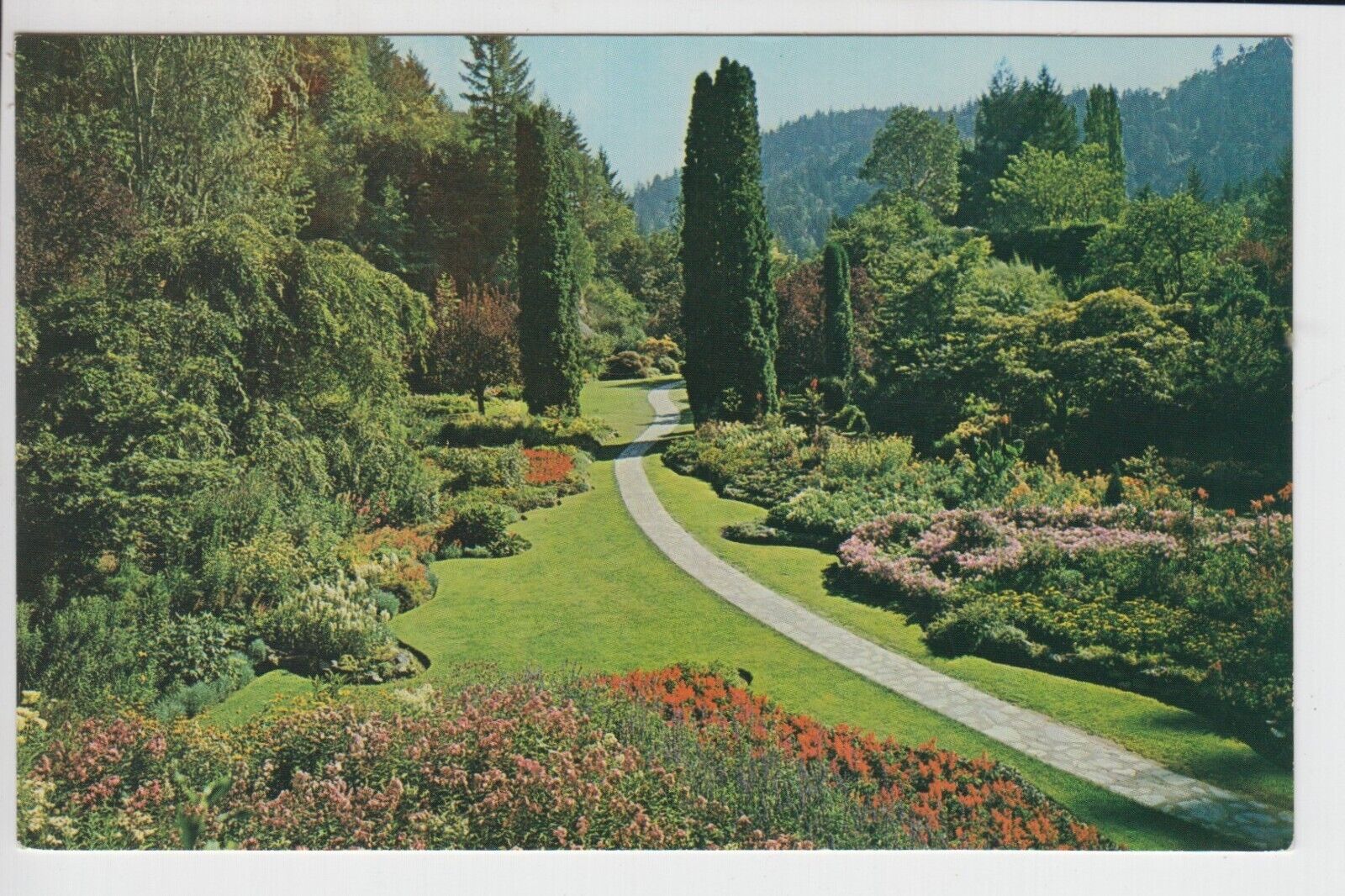 Postcard Sunken Butchart Gardens Victoria B.C. Canada Pyramital Arborvitae 4c